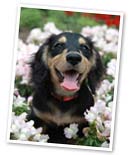 �y�b�g���V�E�Α�����ԍ��܂ŗ���