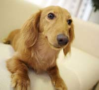 ���V�C���[�W�ʐ^