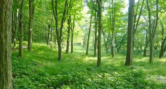 ���R�U���E���؎U��