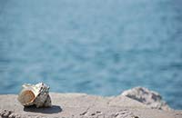 ペット散骨供養